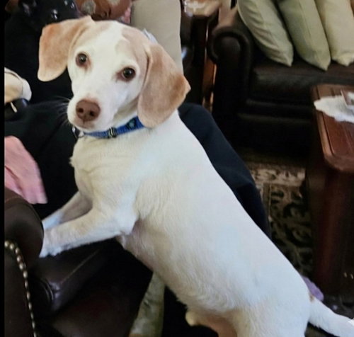 Copper Brown, an adoptable Beagle in Roswell, GA