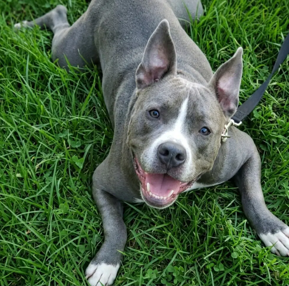 Corey Cobb - Pit Bull Terrier