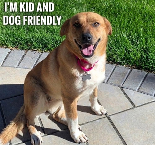Honey Boo, an adoptable Black Mouth Cur in Roswell, GA