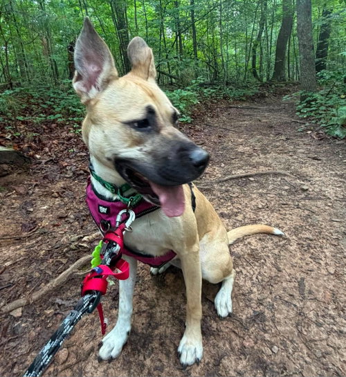 Peep, a dog for adoption from Barkville Dog Rescue