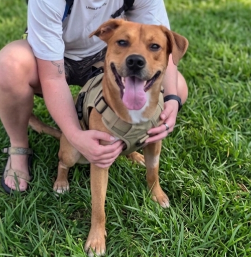Russell, an adoptable Labrador Retriever in Roswell, GA