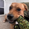 Russell - Photo 3