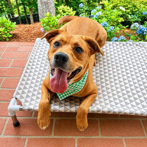 Russell, an adoptable Labrador Retriever in Roswell, GA