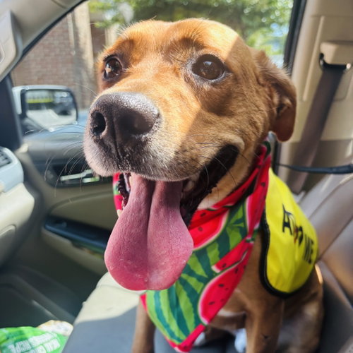RUSSELL - Labrador Retriever available for adoption