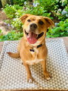 Russell - Photo 3
