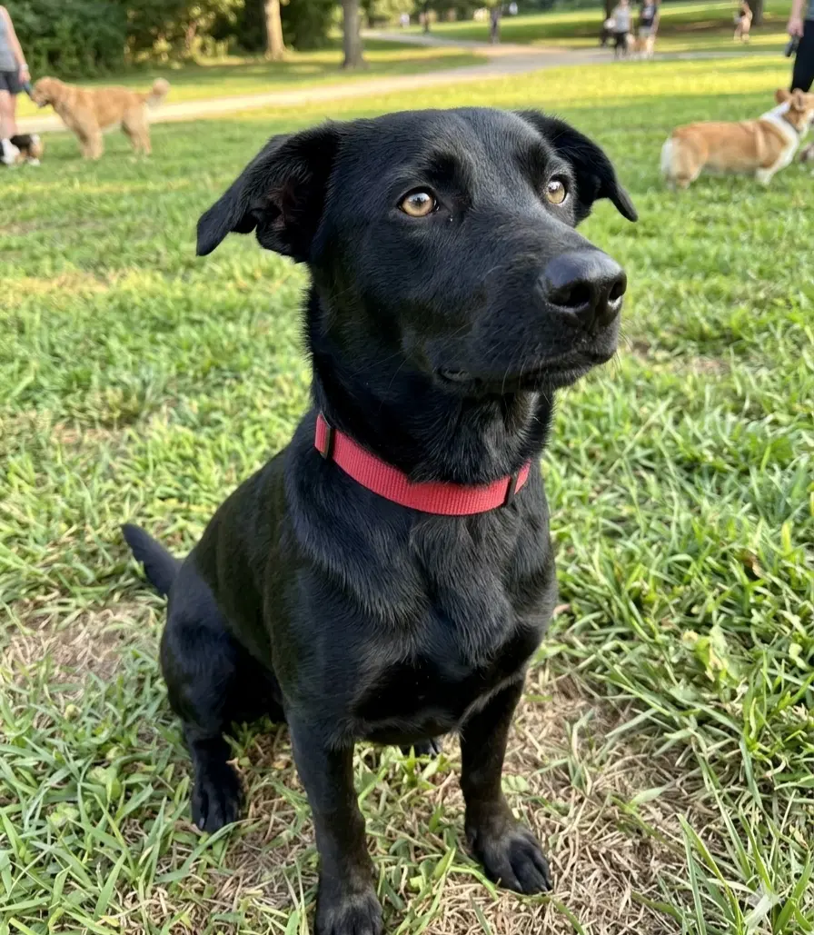 Sammie Duluth - Labrador Retriever