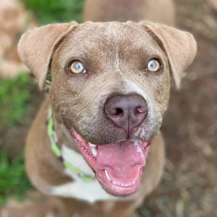 Jubilee - American Bulldog