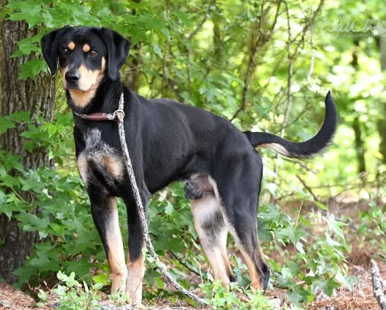 Jack Jack - Hound