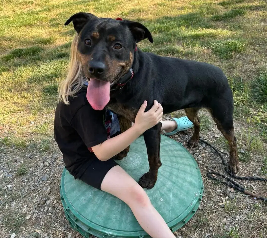 Shannon - Rottweiler