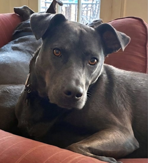Raven Blum, an adoptable Labrador Retriever in Roswell, GA