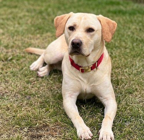 CHELSEA - Labrador Retriever / Pit Bull Terrier available for adoption