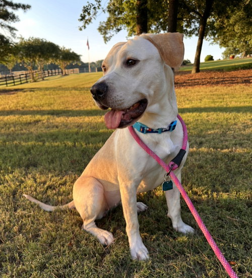 CHELSEA - Labrador Retriever / Pit Bull Terrier available for adoption