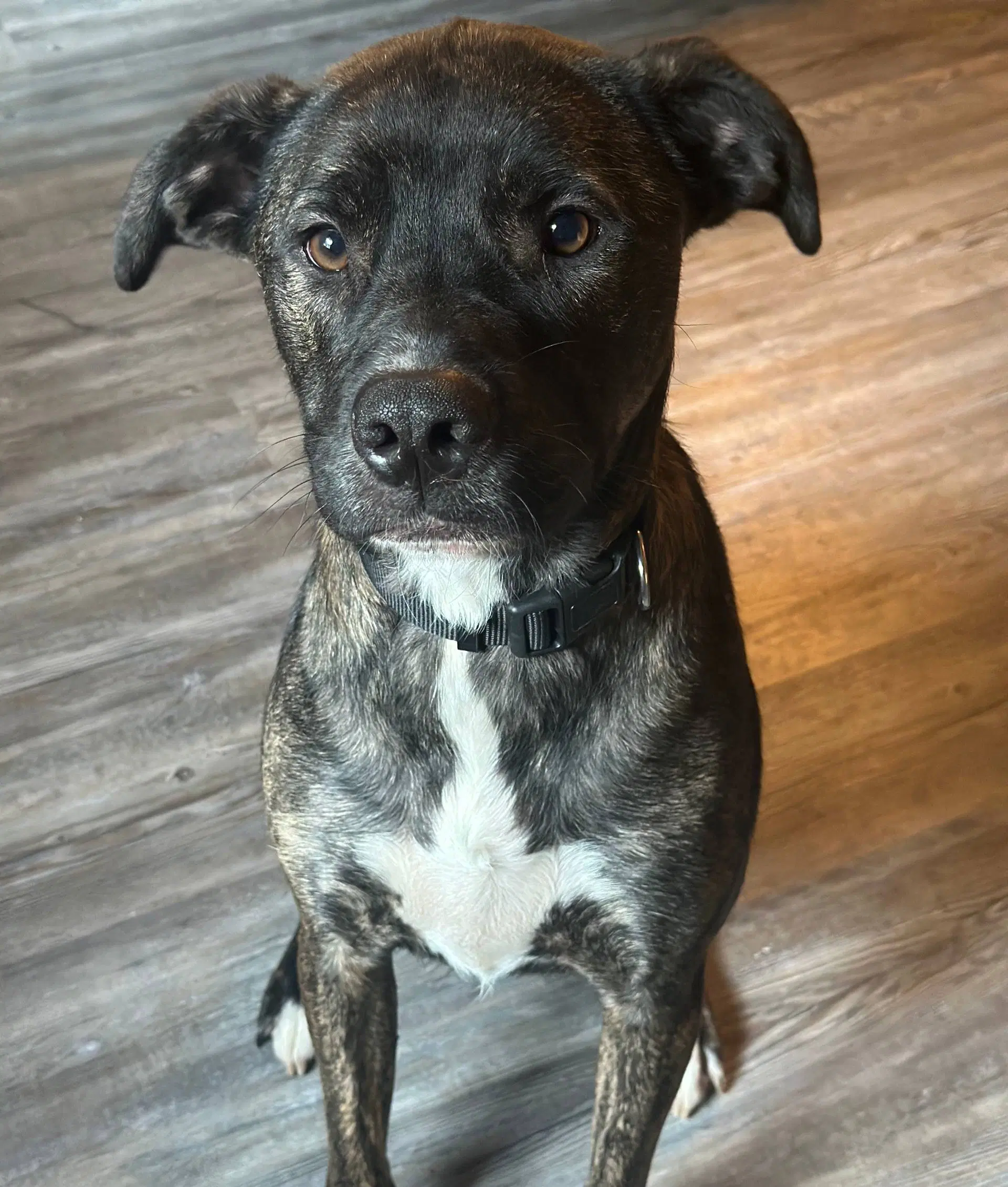 Bo - Shepherd