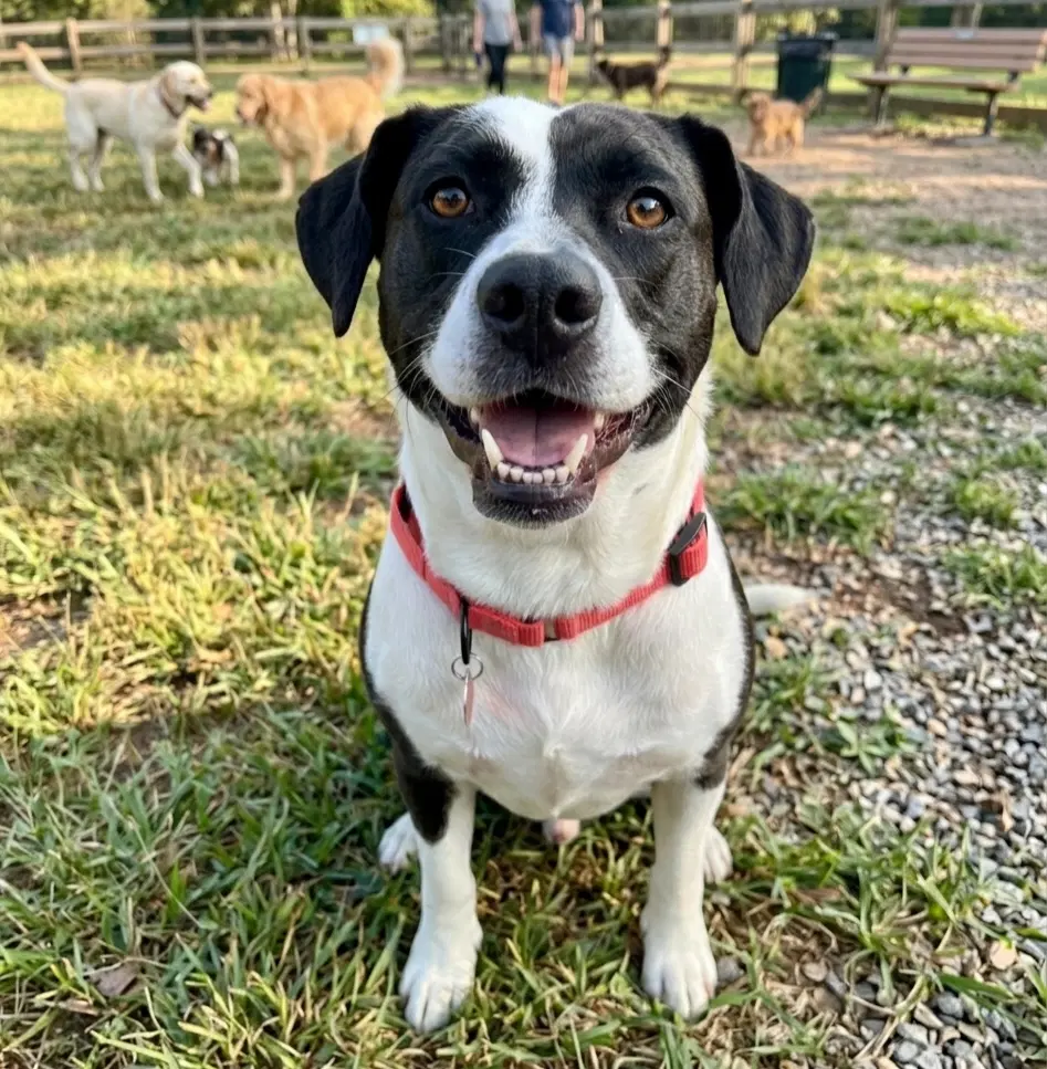 Moo Moo - Border Collie