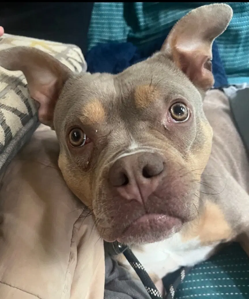 Rosalina - Bulldog