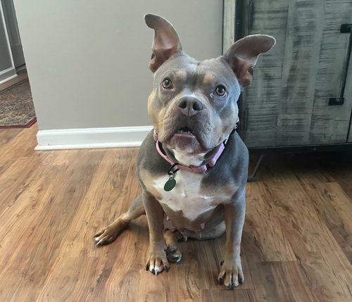 ROSALINA - American Staffordshire Terrier available for adoption