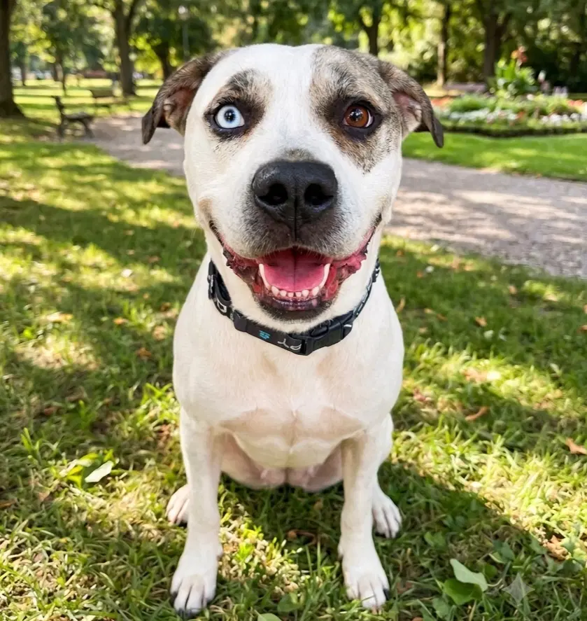 Bohdi - American Bulldog