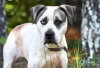 Bohdi - Photo 2