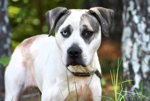 BOHDI - American Bulldog / Anatolian Shepherd available for adoption