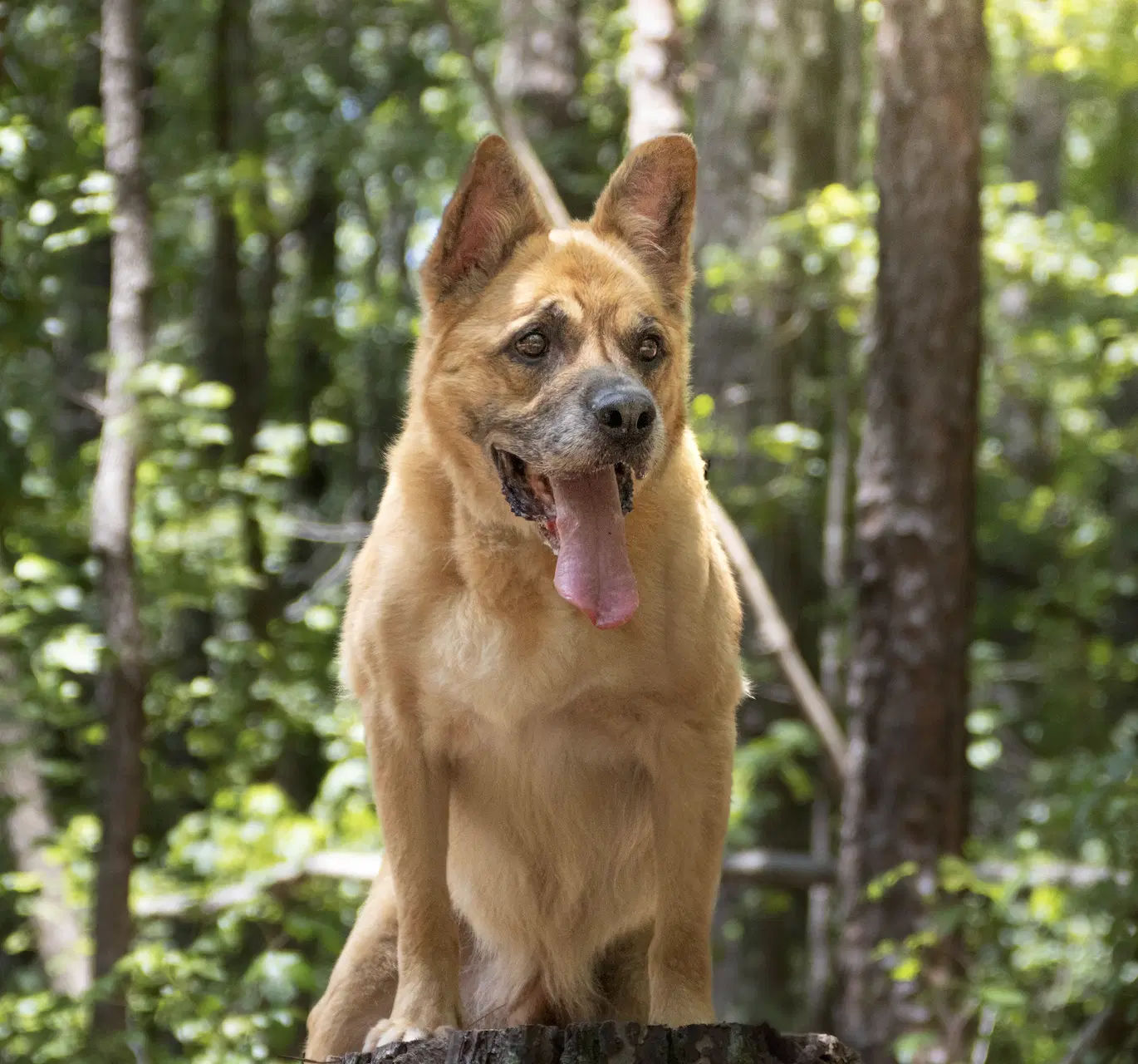 Forrest - German Shepherd Dog