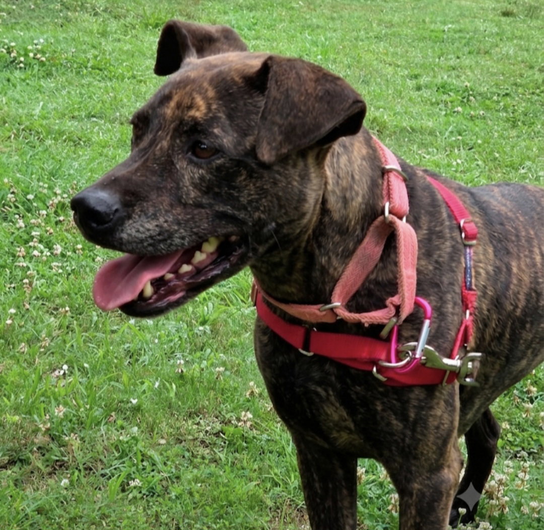 Athena, American Staffordshire Terrier