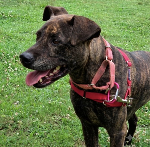 Athena, a dog for adoption from Barkville Dog Rescue