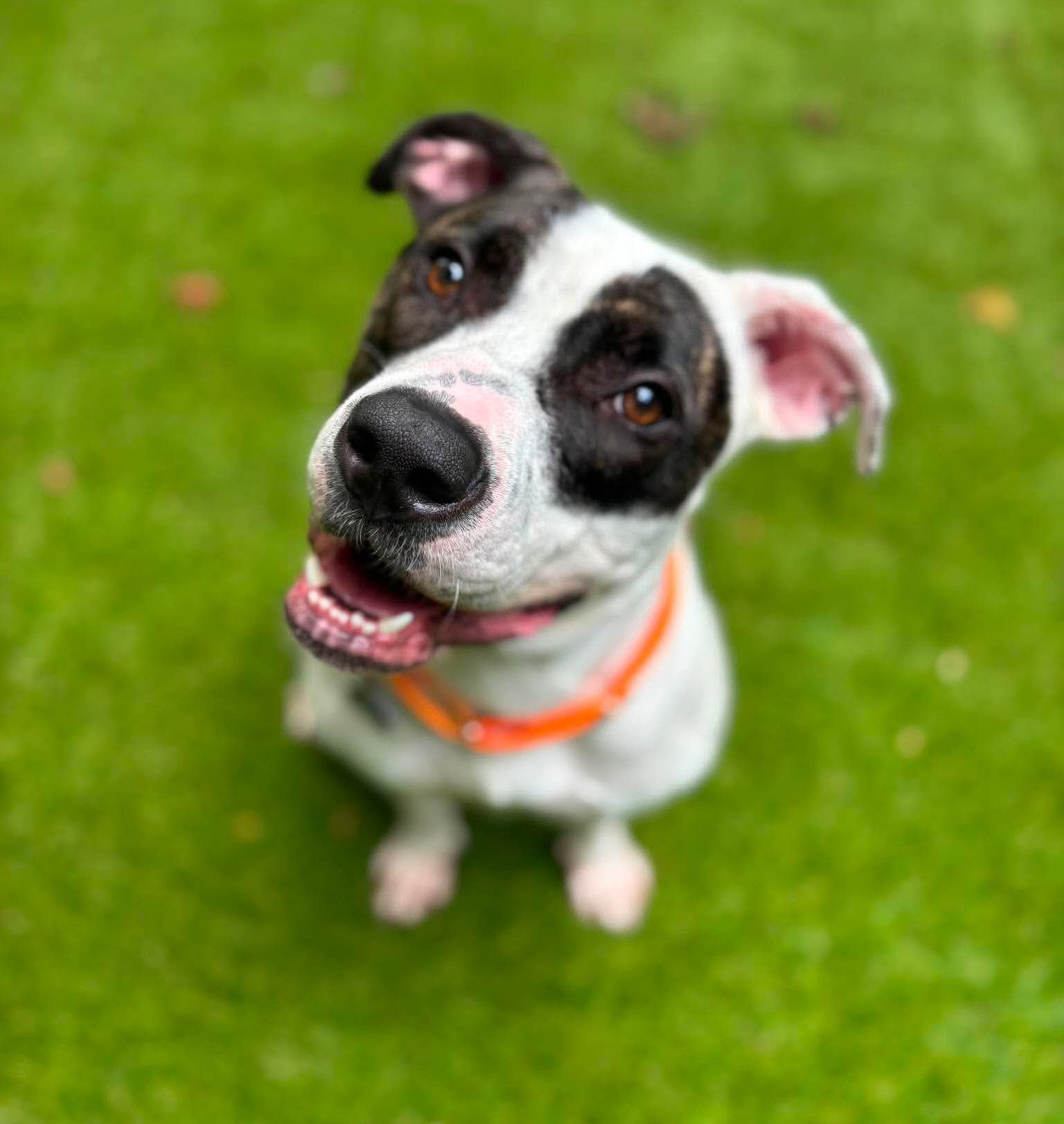 Chapman, American Bulldog