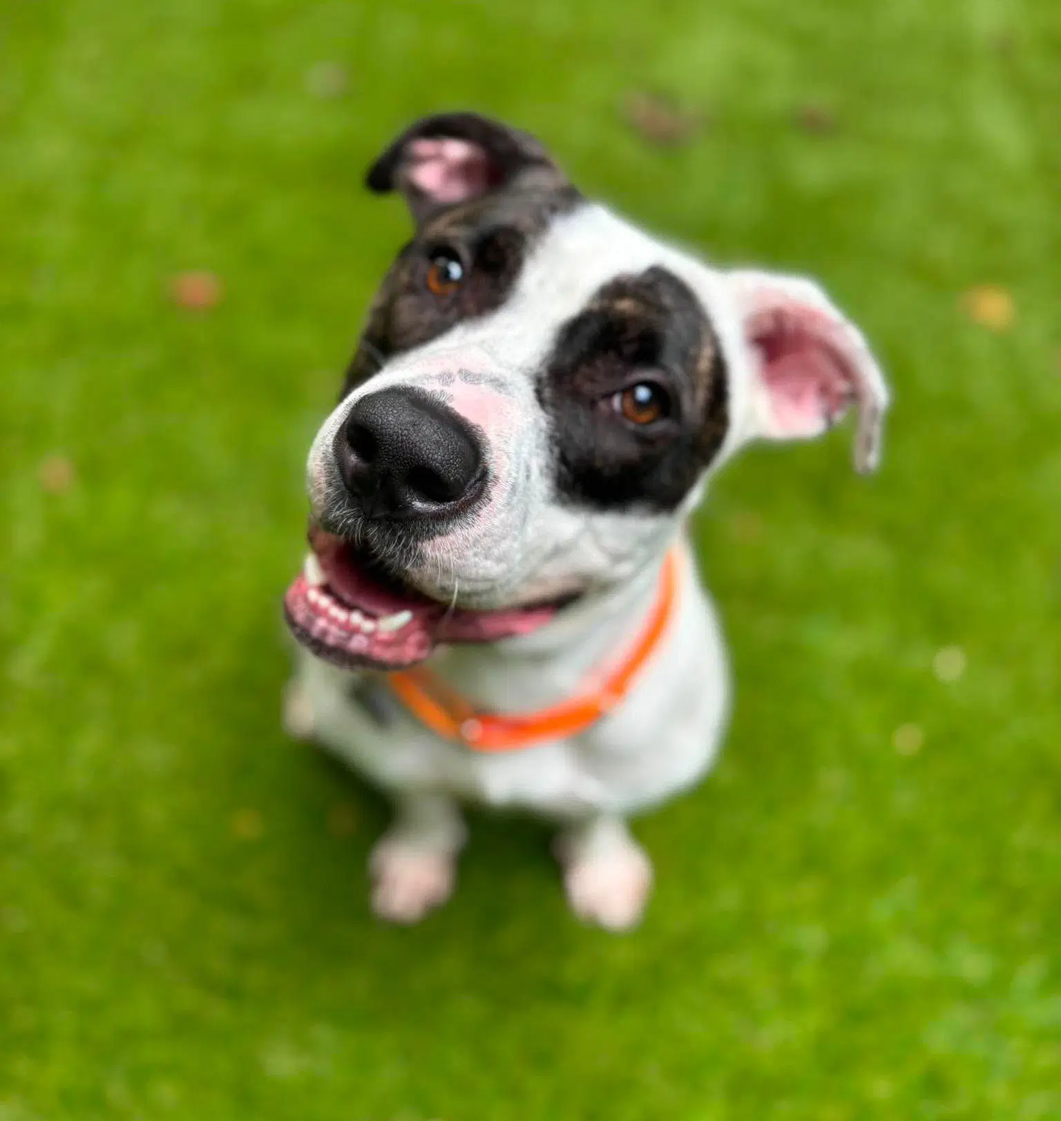 Chapman - American Bulldog