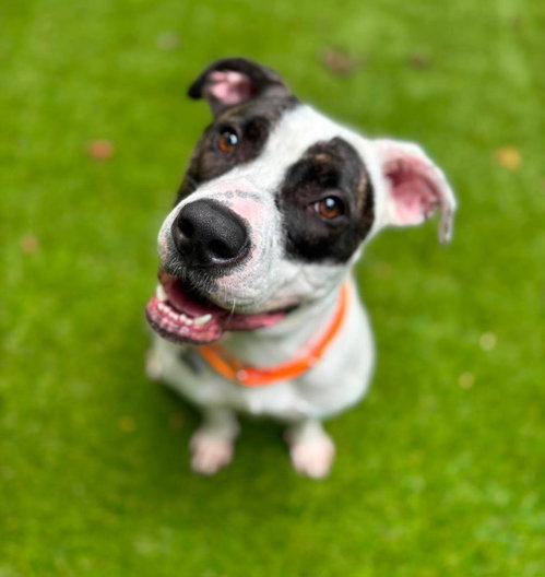 Chapman, a dog for adoption from Barkville Dog Rescue
