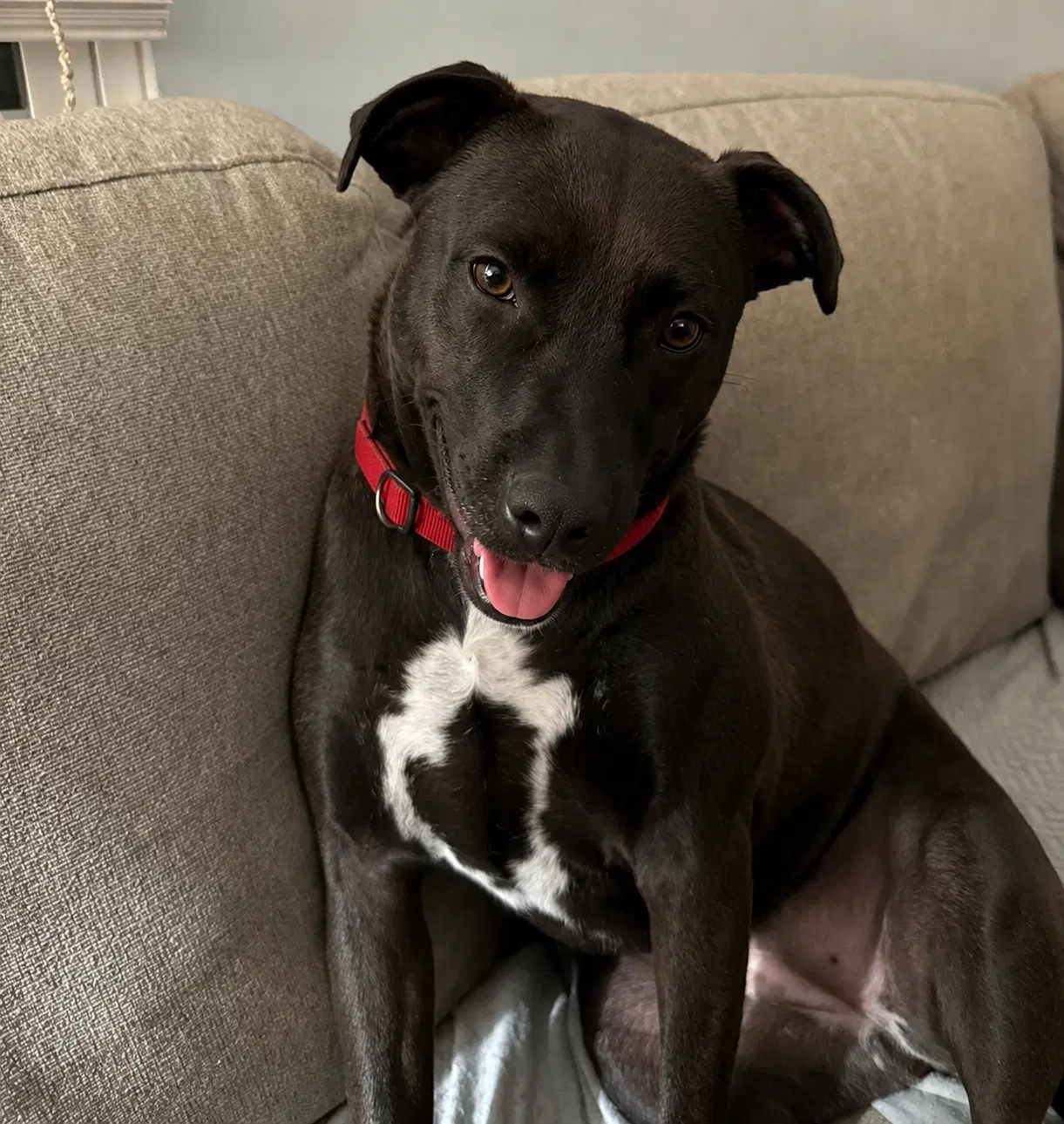 Kiwi - Labrador Retriever
