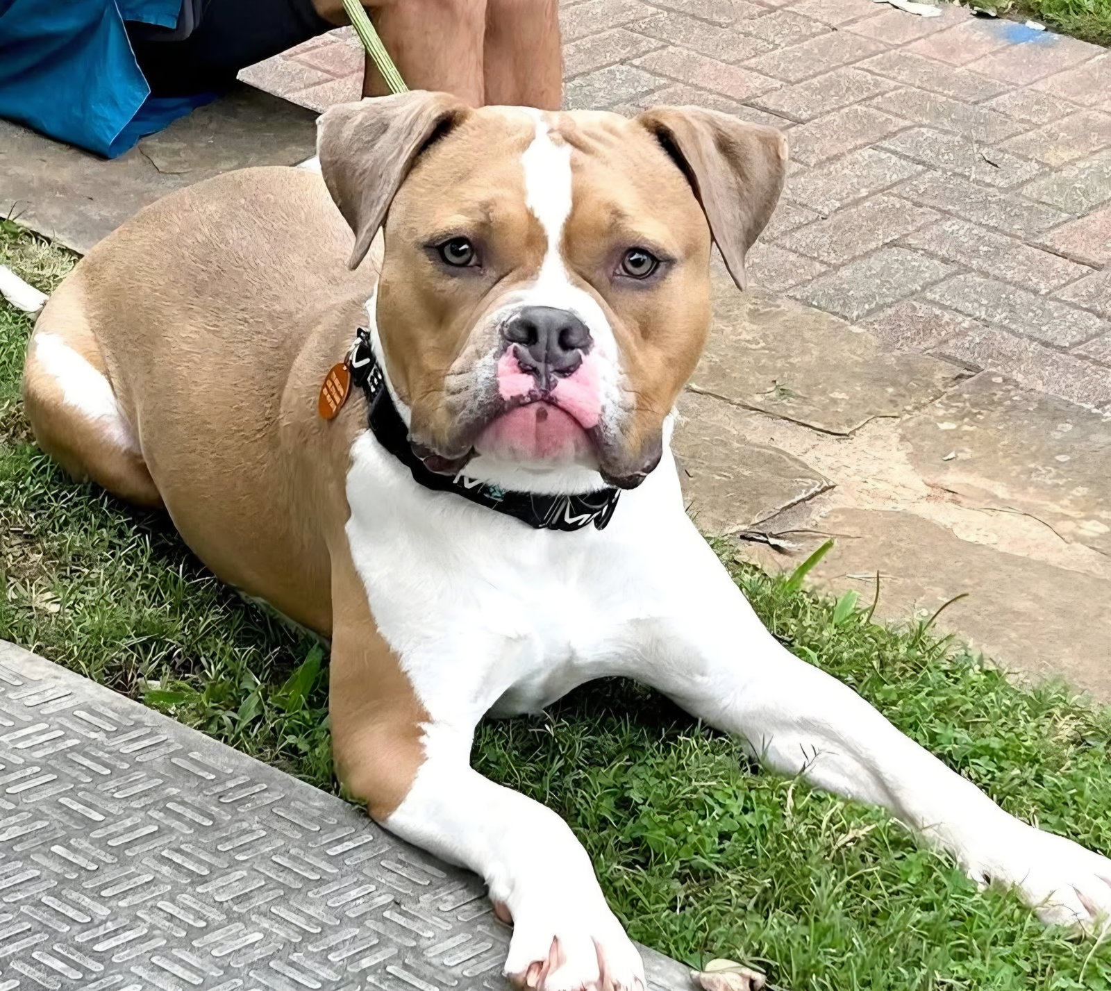 Owen, American Bulldog