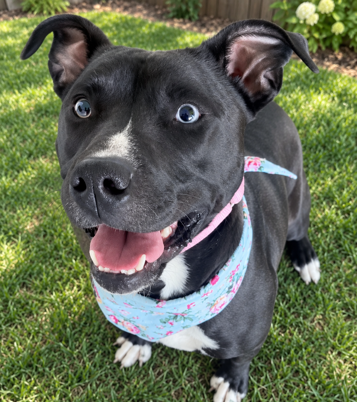 Keira Monroe, Pit Bull Terrier