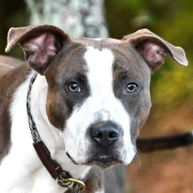 Tiger Walton, American Bulldog / Mixed