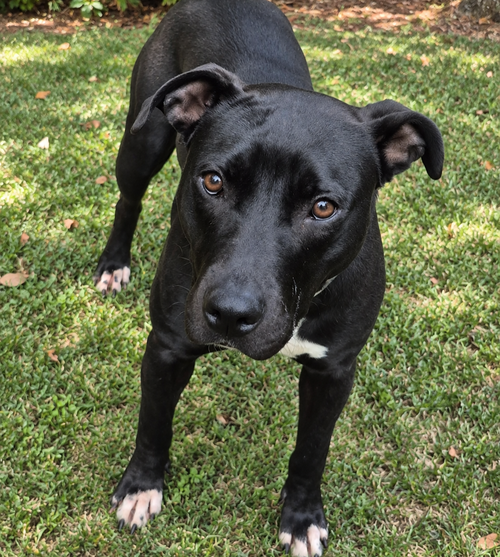 Queenie, Pit Bull Terrier