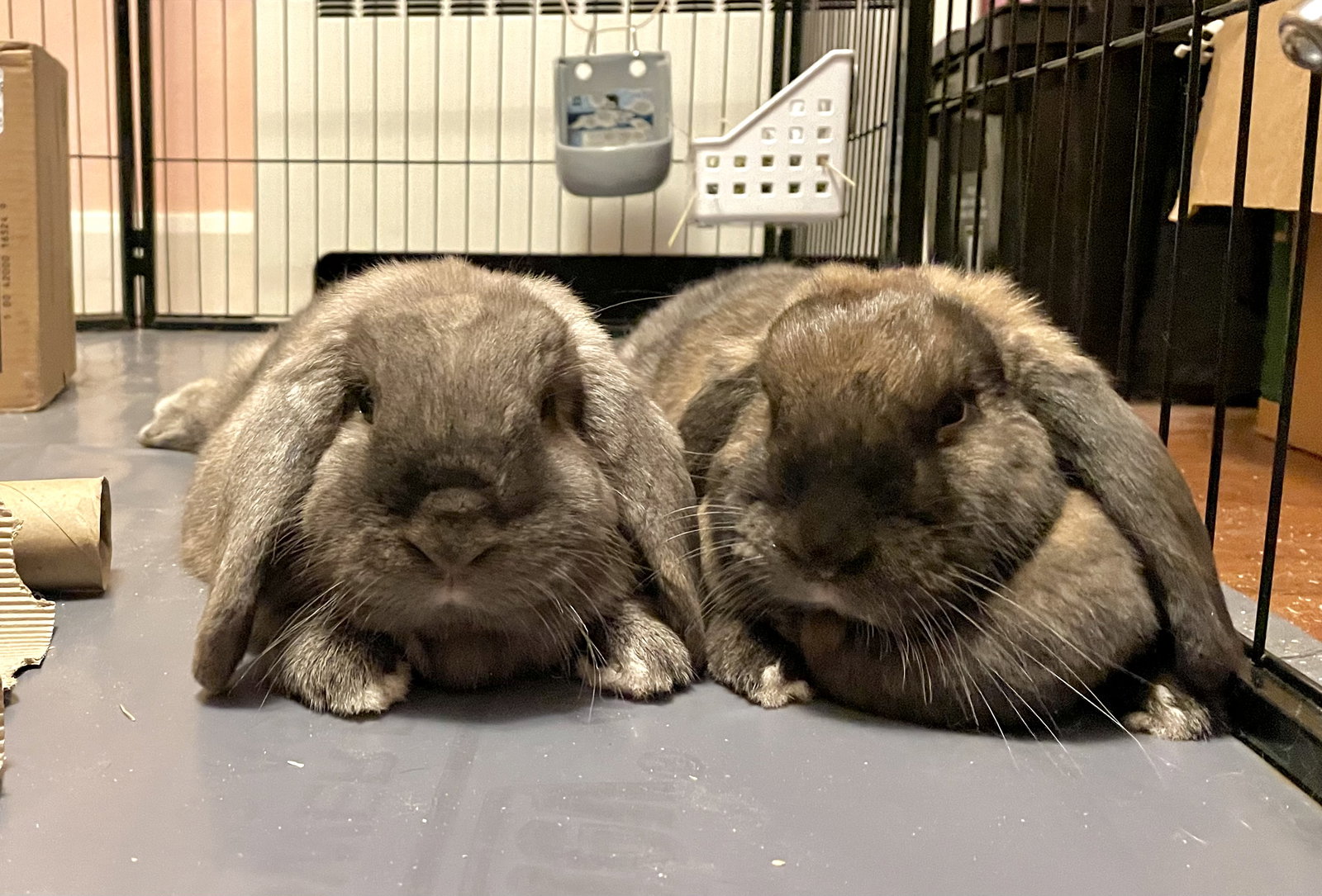 Rabbit adoption in Forest Hill, MD 21050 Holland Lop (medium coat) Rabbit "Donuts"