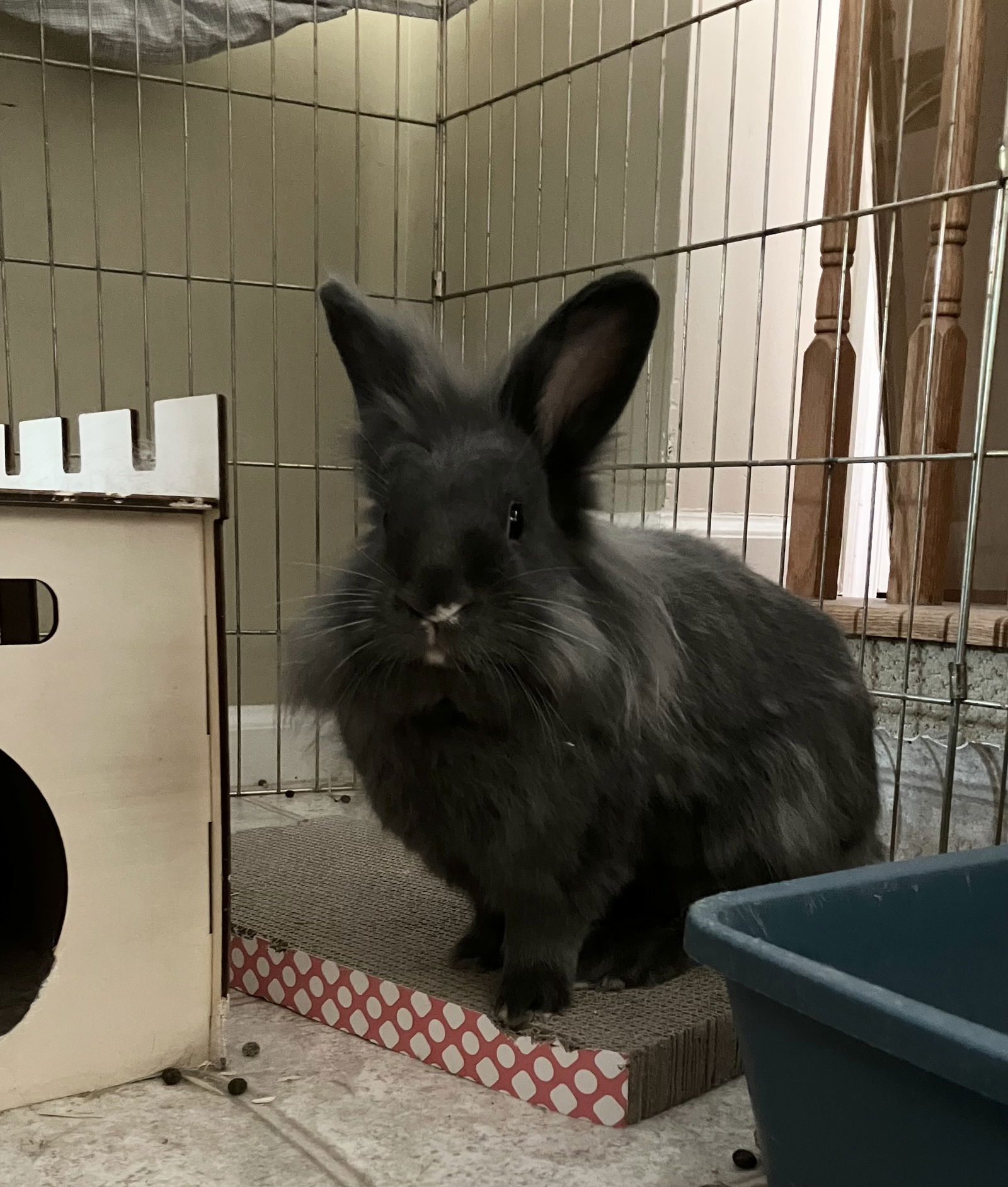 adoptable Rabbit in Forest Hill, MD named Smokey