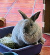 adoptable Rabbit in  named Bear