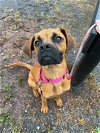adoptable Dog in , MD named Maddie