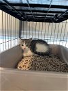 adoptable Cat in , MD named Olivia