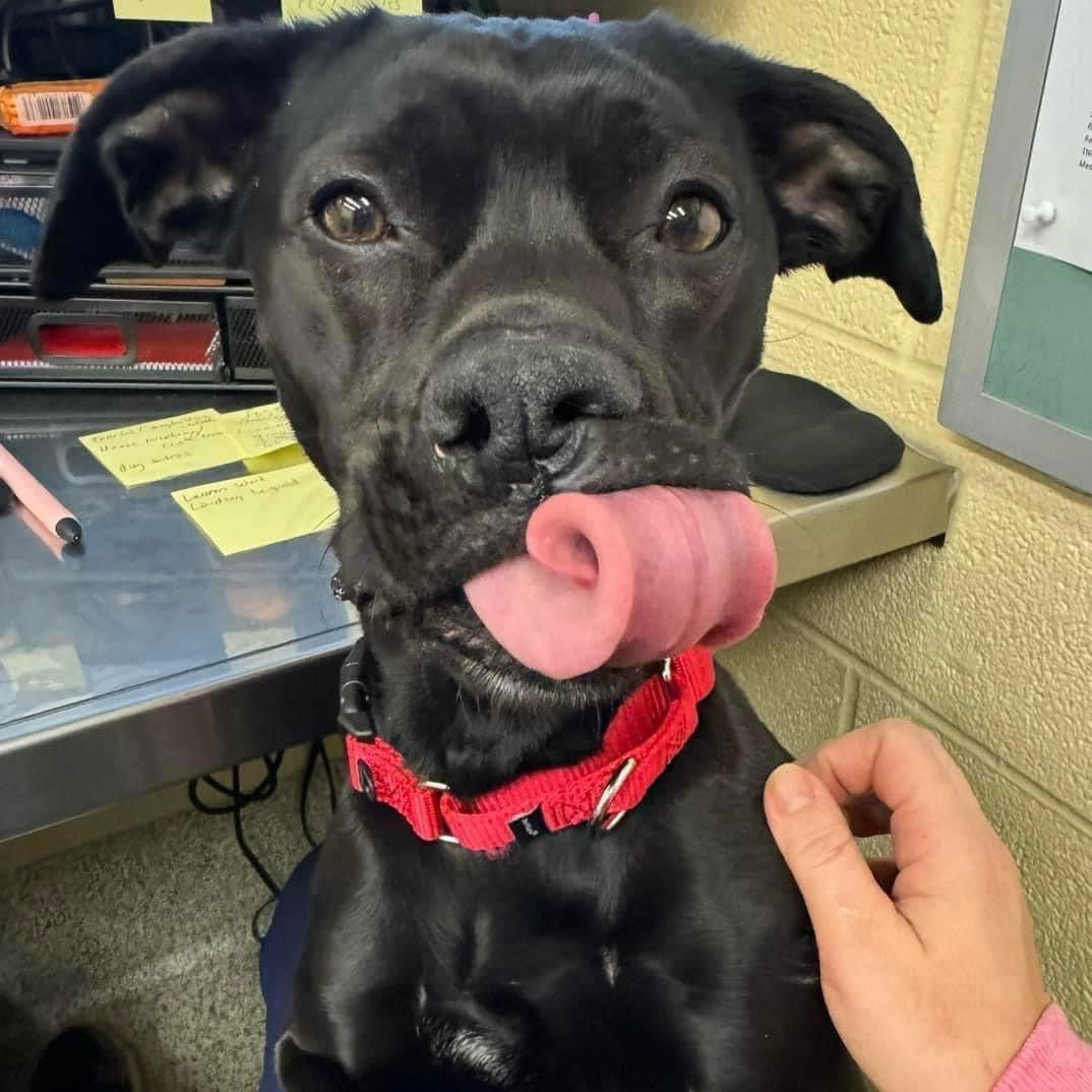 adoptable Dog in Forest Hill, MD named Jade