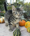 adoptable Cat in  named Pumpkin 4