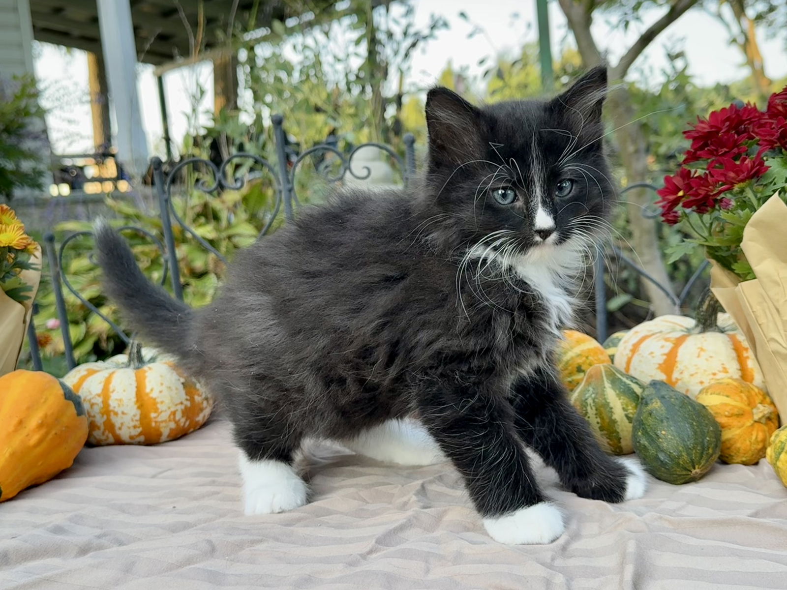 adoptable Cat in Forest Hill, MD named Pumpkin 5