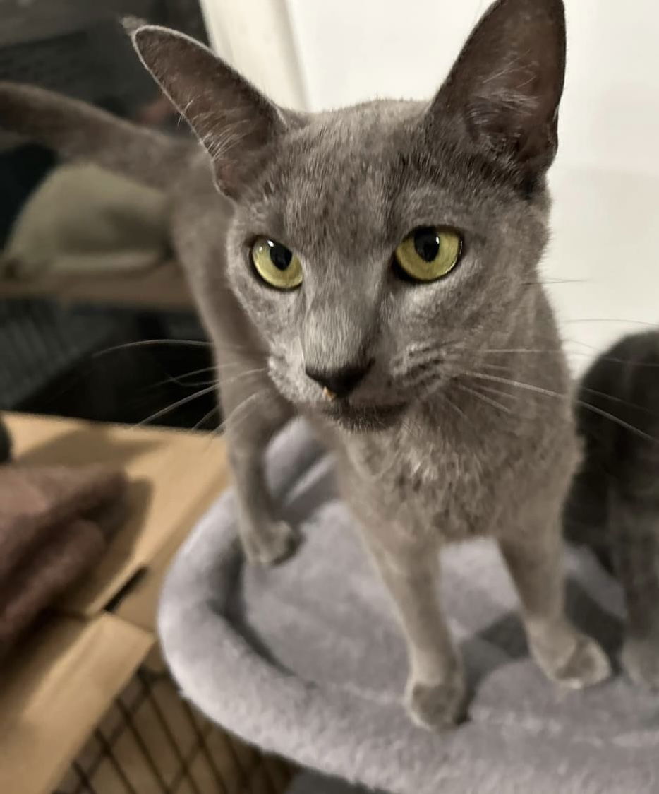 adoptable Cat in Forest Hill, MD named Anastasia Steele