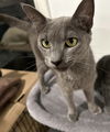 adoptable Cat in  named Anastasia Steele