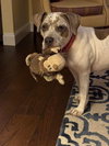 Bella - Photo 2