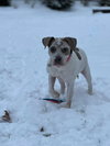Bella - Photo 3