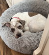 Bella - Photo 4