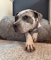 Bella - Photo 6