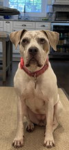 Bella - Photo 8