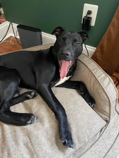 DAN - Labrador Retriever available for adoption